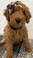 Black Girl , a female Double Doodle for sale in New Caney, TX – 6 of 7