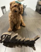 Dark Green Girl , a female Double Doodle for sale in New Caney, TX – 6 of 6
