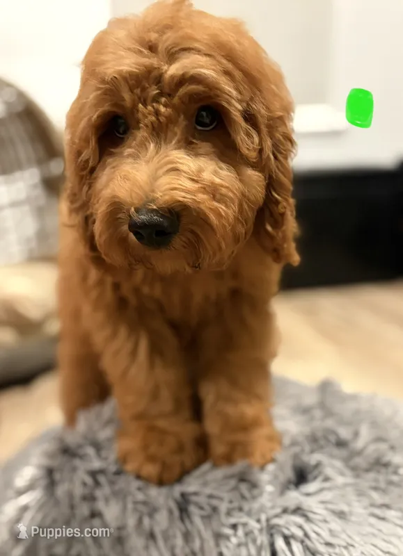 Light Green Boy – Goldendoodle puppy for sale in Houston, TX