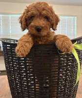 Light Green Boy, a male Double Doodle for sale in New Caney, TX – 7 of 8
