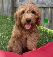 Light Green Boy, a male Double Doodle for sale in New Caney, TX – 2 of 8