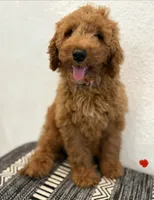 Orange Girl, a female Double Doodle for sale in New Caney, TX – 2 of 5