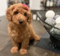 Pink Girl, a female Double Doodle for sale in New Caney, TX – 3 of 8