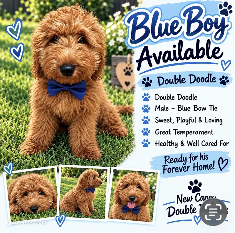 Dark Blue Boy – Goldendoodle puppy for sale in Houston, TX