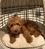 Gray Girl , a female Goldendoodle for sale in Houston, TX – 2 of 9