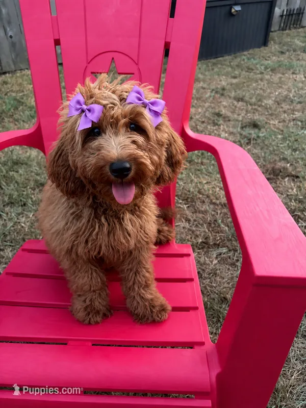 Purple  Girl  – Goldendoodle puppy for sale in Houston, TX