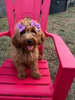 Purple  Girl , a female Goldendoodle for sale in Houston, TX – 1 of 7