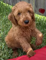 Red Boy, a male Double Doodle for sale in New Caney, TX – 4 of 8