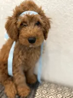 Light Blue Boy, a male Double Doodle for sale in New Caney, TX – 9 of 9