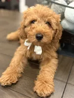 Beige Boy, a male Double Doodle for sale in New Caney, TX – 6 of 6