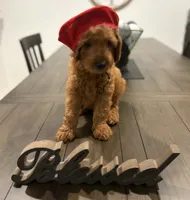 Red Boy, a male Double Doodle for sale in New Caney, TX – 8 of 8
