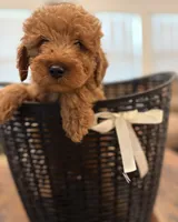 Beige Boy, a male Double Doodle for sale in New Caney, TX – 5 of 6