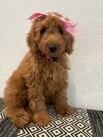 Pink Girl, a female Double Doodle for sale in New Caney, TX – 7 of 8