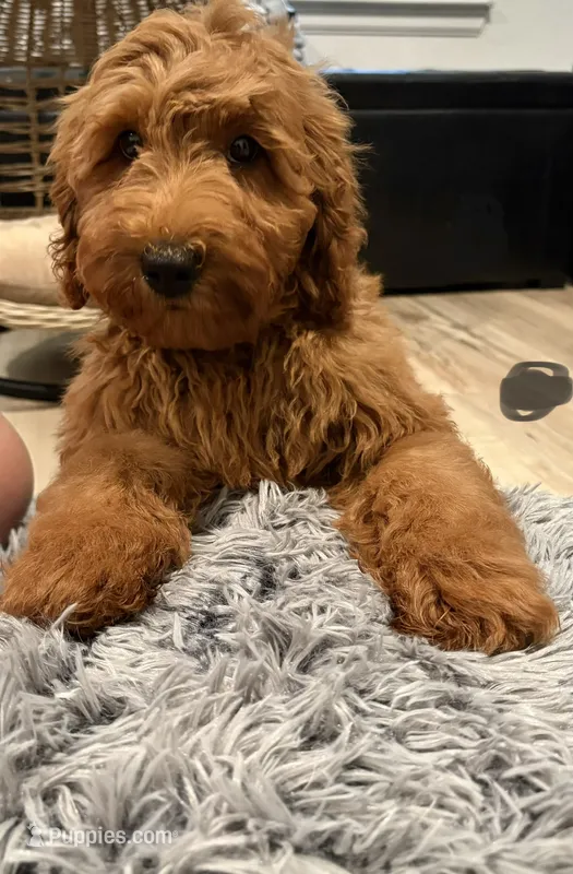 Black Girl  – Goldendoodle puppy for sale in Houston, TX