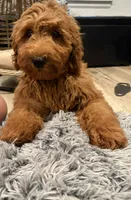 Gray Girl , a female Goldendoodle for sale in Houston, TX – 1 of 9