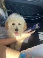 Roman , a male Poodle - Toy  for sale in Myrtle Beach, SC – Photo 4 of 7