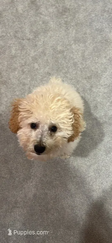 Roman  – Poodle - Toy  puppy for sale in Myrtle Beach, SC