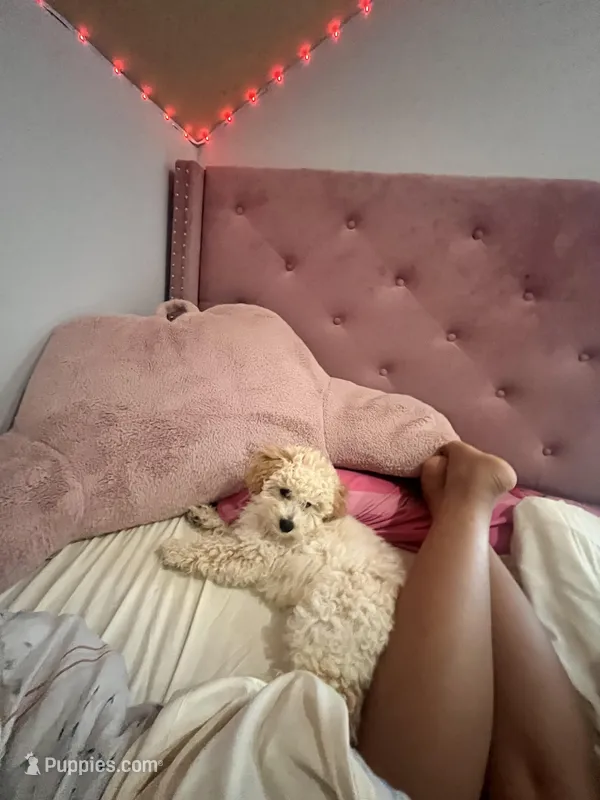 Roman r – Poodle - Toy  puppy for sale in Myrtle Beach, SC