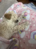 Roman , a male Poodle - Toy  for sale in Myrtle Beach, SC – Photo 7 of 7