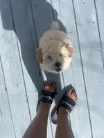 Roman , a male Poodle - Toy  for sale in Myrtle Beach, SC – Photo 6 of 7