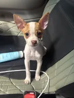 Piper , a female Chihuahua for sale in Fort Worth, TX – 1 of 1