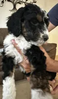 Cooper, a female Aussiedoodle for sale in Doral, FL – 2 of 2