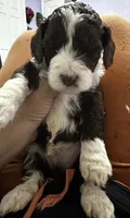 Benji , a  Aussiedoodle for sale in Doral, FL – 2 of 2