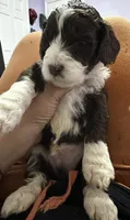 Benji , a  Aussiedoodle for sale in Doral, FL – 1 of 2