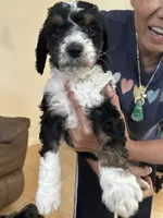 Cooper, a female Aussiedoodle for sale in Doral, FL – 1 of 2