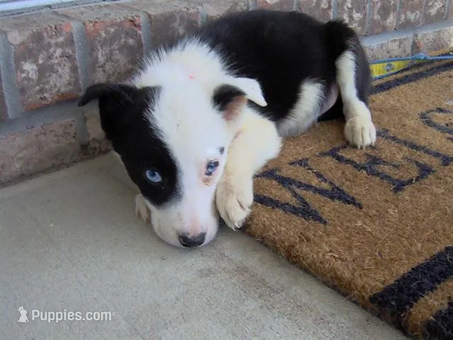 Penny – Border Collie puppy for sale in Seymour, IN