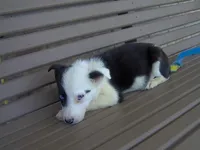 Penny, a female Border Collie for sale in Seymour, IN – Photo 2 of 2