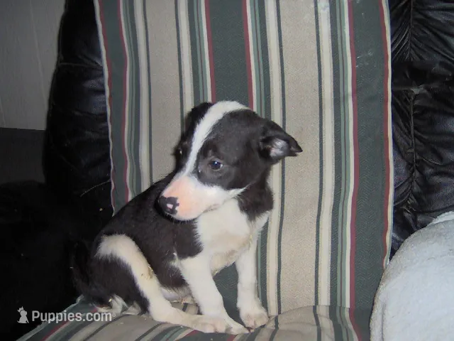 Milly – Border Collie puppy for sale in Seymour, IN