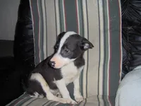 Milly, a female Border Collie for sale in Seymour, IN – 1 of 1
