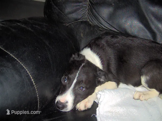 Molly – Border Collie puppy for sale in Seymour, IN