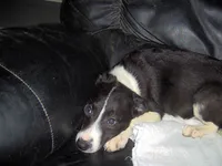 Molly, a female Border Collie for sale in Seymour, IN – 1 of 1