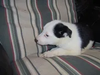 Sunny, a female Border Collie for sale in Seymour, IN – Photo 1 of 2