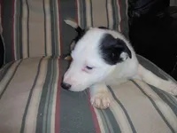 Sunny, a female Border Collie for sale in Seymour, IN – Photo 2 of 2