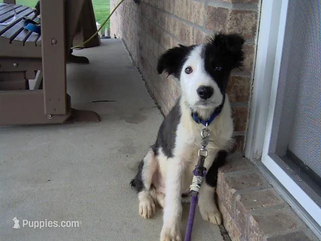 Rowdy, a male Border Collie for sale in Seymour, IN – Photo 1 of 2