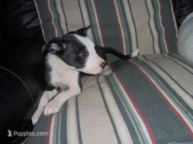 Reba – Border Collie puppy for sale in Seymour, IN