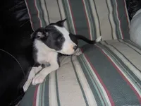 Reba, a female Border Collie for sale in Seymour, IN – 1 of 1