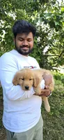 Luffy, a male Golden Retriever for sale in Birmingham, AL – 7 of 10