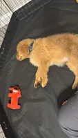 Luffy, a male Golden Retriever for sale in Birmingham, AL – 10 of 10