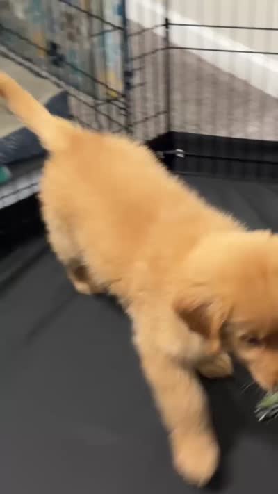 Luffy, a male Golden Retriever for sale in Birmingham, AL – 3 of 10