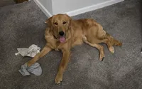 Luffy, a male Golden Retriever for sale in Birmingham, AL – 7 of 8