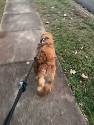 Luffy, a male Golden Retriever for sale in Birmingham, AL – 2 of 8