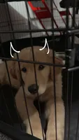 Luffy, a male Golden Retriever for sale in Birmingham, AL – 4 of 10