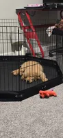 Luffy, a male Golden Retriever for sale in Birmingham, AL – 9 of 10