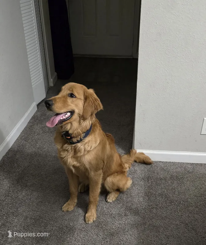 Luffy – Golden Retriever puppy for sale in Birmingham, AL