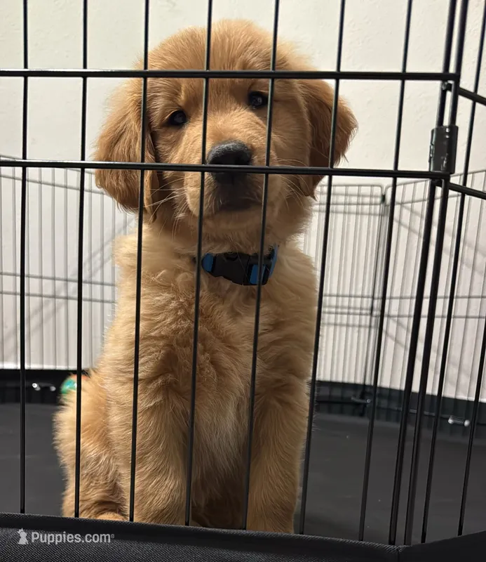 Luffy – Golden Retriever puppy for sale in Birmingham, AL
