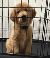 Luffy, a male Golden Retriever for sale in Birmingham, AL – 1 of 10
